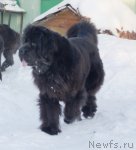 Превью фото № 114650