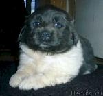 Превью фото № 1148