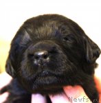 Превью фото № 114833