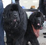 Превью фото № 114987