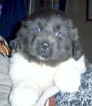 Превью фото № 1150