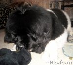 Превью фото № 115016