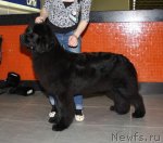 Превью фото № 115177