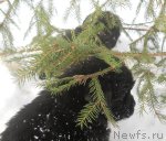 Превью фото № 115226