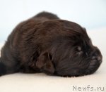 Превью фото № 115237