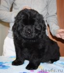 Превью фото № 115286