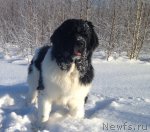 Превью фото № 115328