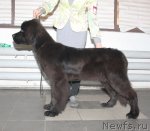 Превью фото № 115577