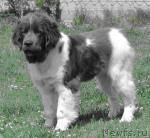 Превью фото № 1157