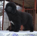 Превью фото № 115760