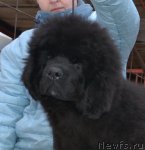 Превью фото № 115764