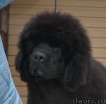 Превью фото № 115765