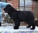 Превью фото № 115771