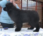 Превью фото № 115774