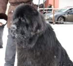 Превью фото № 115974