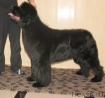 Превью фото № 116182