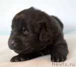 Превью фото № 116227