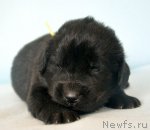 Превью фото № 116261