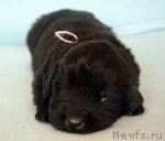 Превью фото № 116265