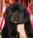 Превью фото № 116306