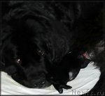 Превью фото № 116416