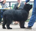 Превью фото № 11646