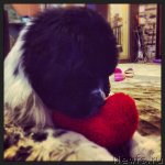 Превью фото № 116506