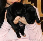 Превью фото № 116530