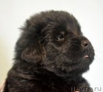 Превью фото № 116598