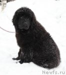 Превью фото № 116847