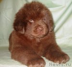 Превью фото № 116933