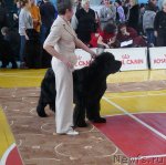 Превью фото № 117004