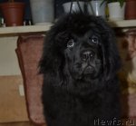 Превью фото № 117272