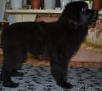 Превью фото № 117309