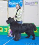 Превью фото № 117315