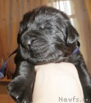 Превью фото № 117415