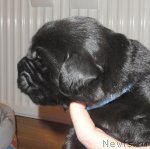 Превью фото № 117416