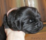 Превью фото № 117418