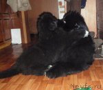 Превью фото № 117481