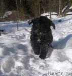 Превью фото № 117523