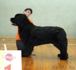 Превью фото № 117636