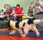 Превью фото № 117650