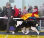 Превью фото № 117655