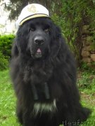 Превью фото № 117893