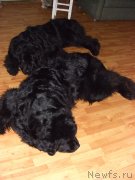 Превью фото № 117933