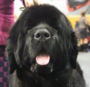 Превью фото № 117949