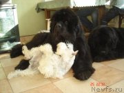 Превью фото № 118005