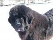 Превью фото № 118041