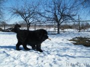 Превью фото № 118042