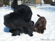 Превью фото № 118045